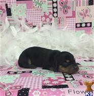 dachshund puppy posted by little paws kennel
